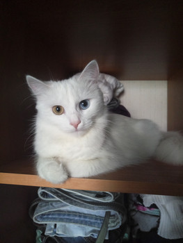 Зображення