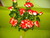 Цветы искусственные новые - подсолнухи 9 голов 40 см и белые ромашки 7 голов, 30 см, шикарные розы - Фото №5