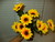Цветы искусственные новые - подсолнухи 9 голов 40 см и белые ромашки 7 голов, 30 см, шикарные розы - Фото №1