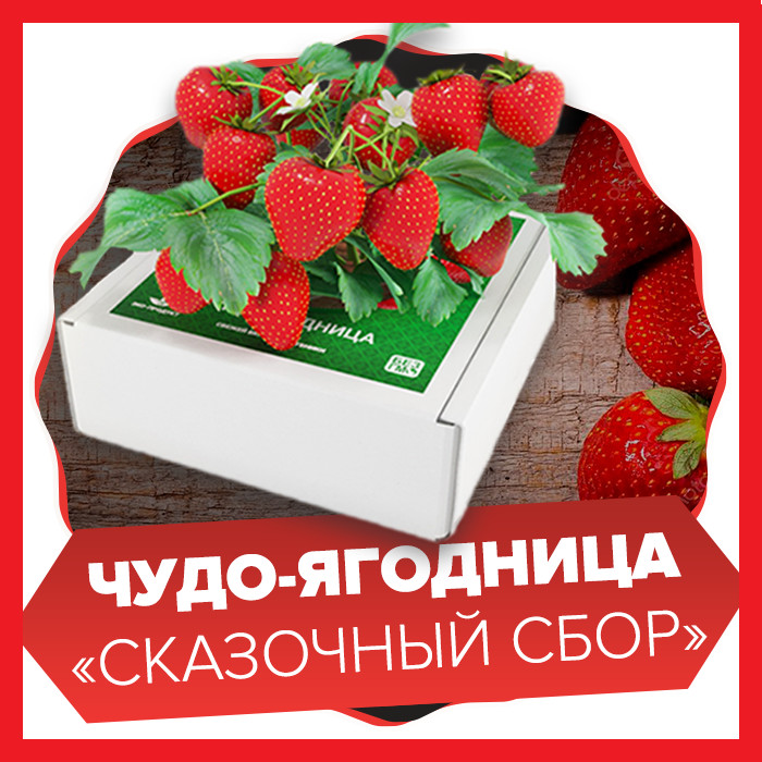 Чудо-ягодница Сказочный сбор в Караганде