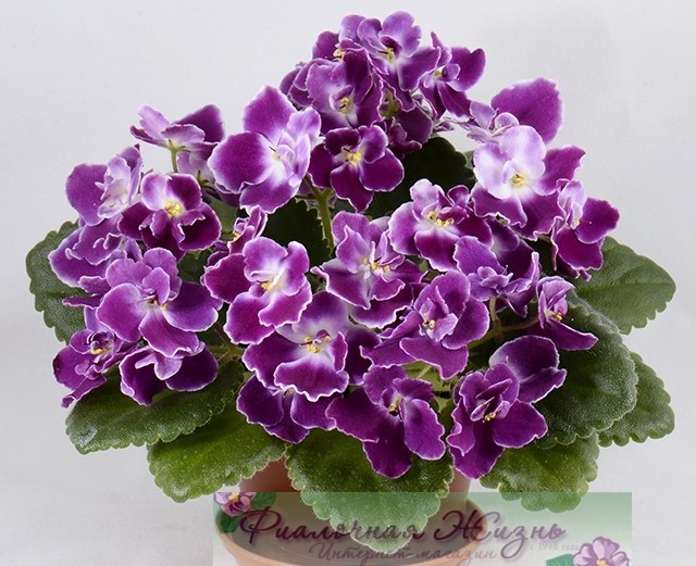 Grape glory фиалка фото и описание