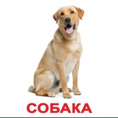 оставили кота на даче. Смотреть фото оставили кота на даче. Смотреть картинку оставили кота на даче. Картинка про оставили кота на даче. Фото оставили кота на даче
