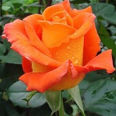 Троянда чайно-гібридна сорт Моніка - лот 1шт. саджанець