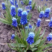 Мускари - мышиный гиацинт в лоте 15 луковиц