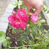 Чайная роза(фото 4-5) куст с корешками.