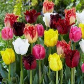 Акція!Лот 10 шт! Бахромчаті тюльпани. Голандія. Скоро садити!