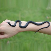 Реалистичная Игрушка - змея резиновая - шутка забава розыгрыш подарок