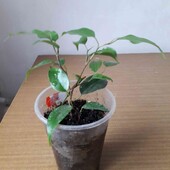 Фикус Бенджамина.