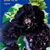 Мальва Багіра чорна. Величезні бордово-чорні квіти.