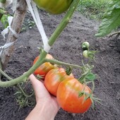 ,Крупноплодний томат Флорентіно Новолі, дуже смачний та великий