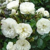 Роза бордюрная Грин Айс(Green Ice)Кущик троянди,вже 5 квіточок мають цвісти,вже цвіте!! на(фото 3-5)