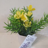 Растение декоративное,цветы в горшочке 2 шт в лоте