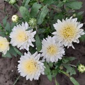 Літня хризантема молочно-біла