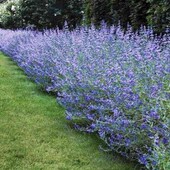 каріоптеріс Kew Blue, 2 річн. 