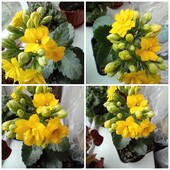 Каланхоэ Блоссфельда kalanchoe, цветок отросток 1 шт.