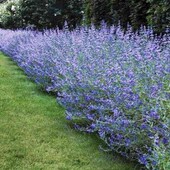 каріоптеріс Kew Blue, 2,5 річн. у горщику
