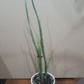 Сенецио (Крестовник) Клейния Стапелиформис