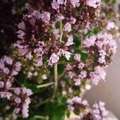 Материнка звичайна (орегано) . У лоті 1 кущик