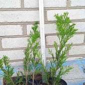 ялівець козацький , 3-річн.саджанець