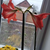 красивий Гіпеаструм 