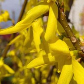 форзиція у горщику 1 л, саджанець той що на фото