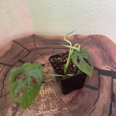 Монстера Адансона, Monstera Adansonii,ю