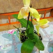 Орхідея з власної колекції Phalaenopsis bellina