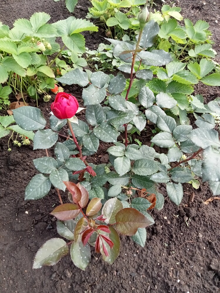 Фото №2