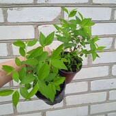 спірея японська Albiflora у горщику 0,3 л