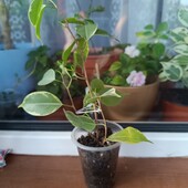 Фікус