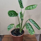 Калатея