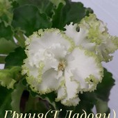Гриня (Дадоян) - вкорінений листочок з діткою