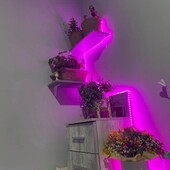 Фито лента для комнатных растений