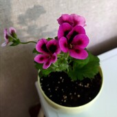 Цветущий кустик королевской пеларгонии
