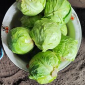 Капуста молода 5 кг разом