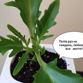 Оленьи рога