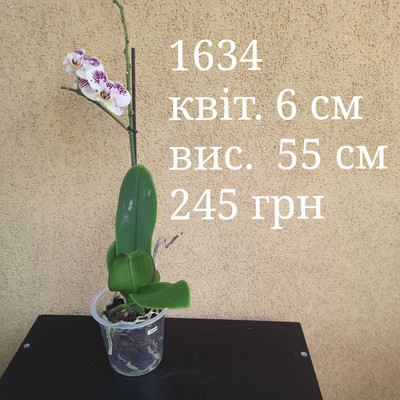 Фото №1