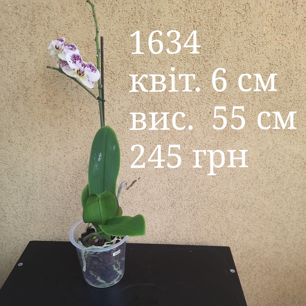 Фото №1