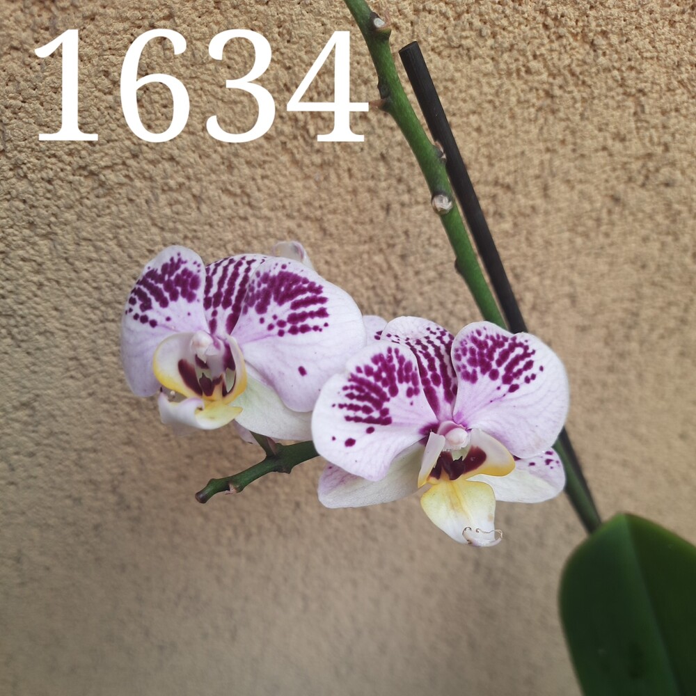 Фото №2
