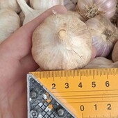 часник озимий домашній , фракція 4,5- 5 см