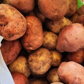 Картопля домашня молода 9 кг