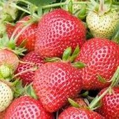 Розсада полуниці "Ольвія"( неперевершений смак!)