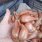 цибуля шалот ( кущівка), 1 кг