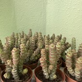Крассула (Crassula marnieriana). В лоті один горщик .