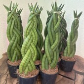 Сансевієрія циліндрична (Sansevieria Cylindrica)