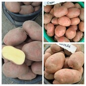 Насінева картопля Санібель