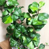 Фікус Грін Дрім (Кокетка)/ triangularis Green Dream.