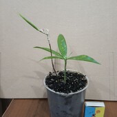 Драцена Суркулоза