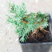Можжевельник  лекарственный
