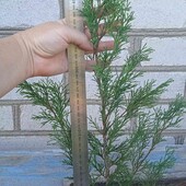 ялівець козацький , 3-річн.саджанець у горщику 1,5- 2,0 л, читайте опис